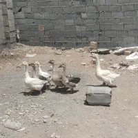 قوغاز|حیوانات مزرعه|فولادشهر, A4|دیوار
