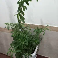 گل فروشی