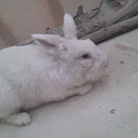 خرگوش سفید