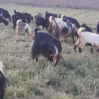 بی و تی بز