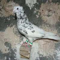 کفتر صید