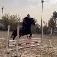 آموزش سوارکاری ، تعلیم اسب ، پانسیون