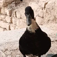 اردک ماده تخمگذار