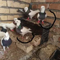 طوقی سبز