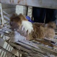 سگ پشمالو