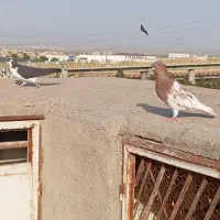 کله سرخ. کفتر