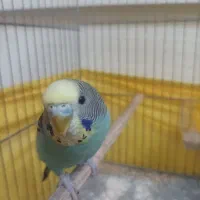 مرغ عشق نر با قفس و همه لوازم