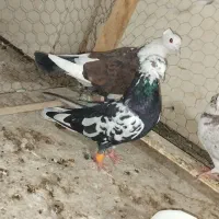 کفتر‌.پرشی‌.رنگی‌‌.کشکک.کله‌ای