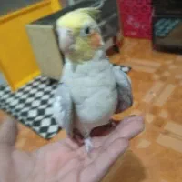 یک جفت عروس هلندی مولد سینامون|پرنده|بندر امام خمینی, |دیوار