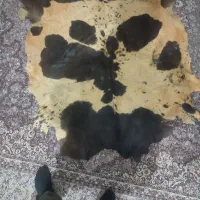 پوست گاب فورشی