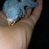 کتول سر لاکی