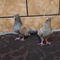 ملاشیه ۳