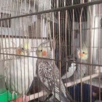 عروس هلندی