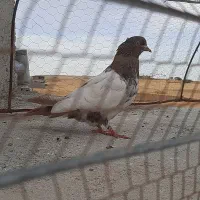 کفتر کعله