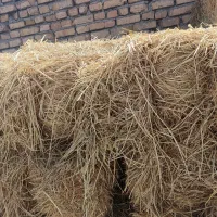 مقدار 500کیلو پرس شالی