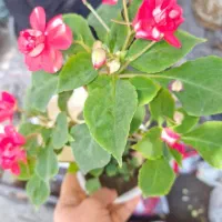 گل حنا