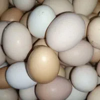 تخم مرغ محلی