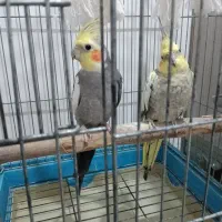 عروس هلندی نر و ماده