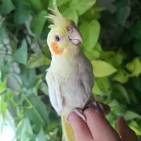 عروس هلندی لوتینو زعفرانی