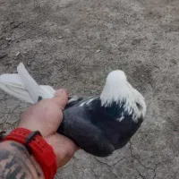 کبوتر گمشده
