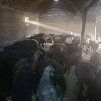 فروش بره چاق ولاغر