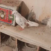 جونه نر پلنگ