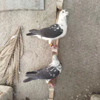 کبوتر|پرنده|شیراز, سینما سعدی|دیوار