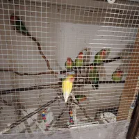 کوتوله برزیلی