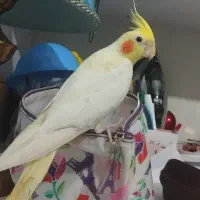 عروس هلندی و مرغ عشق