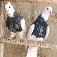 سلام نر فولادی