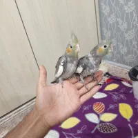 عروس هلندی