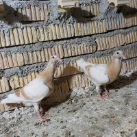 کفتر|پرنده|داراب, |دیوار