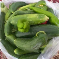 خیار و فلفل شمشیری‌اعلا