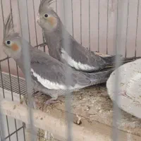 بچه عروس هلندی