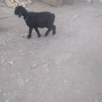 بره ماده