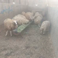 بره فروشی برای قربان