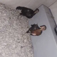 جوجه لاری