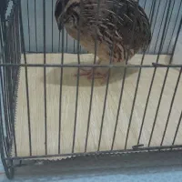 خرگوش و بلدرچین