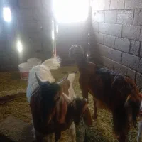 تعدادی ۱بزو۳کهره ۴۰ملیون