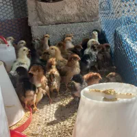 جوجه گلپایگان ۲۵ روزه