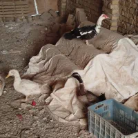 اردک|حیوانات مزرعه|سبزوار, هویزه|دیوار