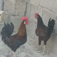 مرغ و خروس
