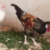 انواع خروس و مرغ مناسب کشتار