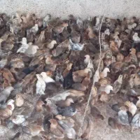 فروش عمده جوجه گلپایگان تضمینی