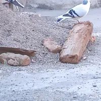 فروش یک جفت بدرنگ