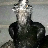 مرغ گلین/فول ریش/چهلتاج