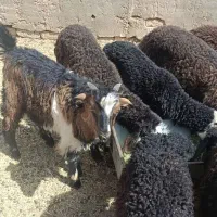 بره