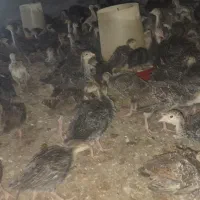 فروش جوجه بوقلمون