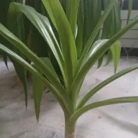 گل زرتی