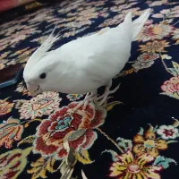 عروس هلندی
